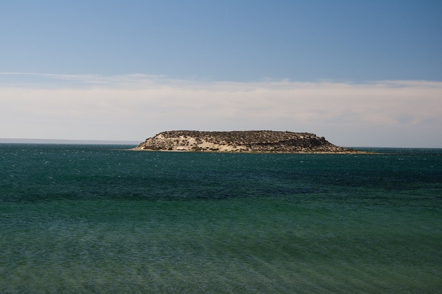 isla pajaros, péninsule de Valdes