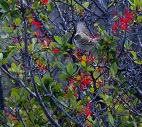 Oiseau au Perito Moreno