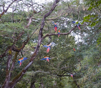 perroquets à Copàn